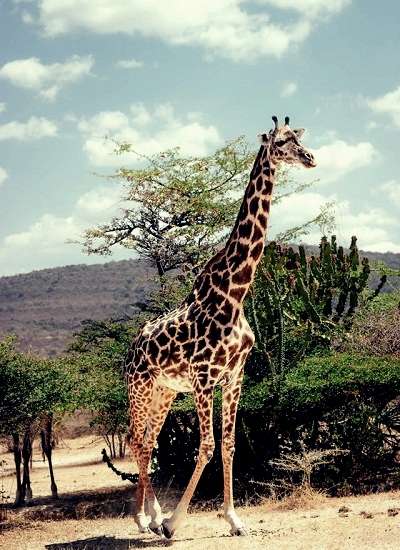 Tanzanian