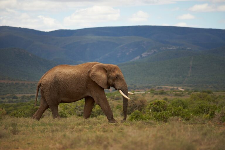 Discover the World: How Eco-Tourism is Changing the Travel Game